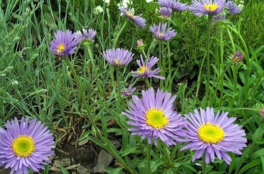 Aster Species, Alpine Aster, Wild Aster
