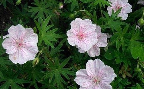 Geranium Species, Bloody Cranesbill, Lancaster Geranium