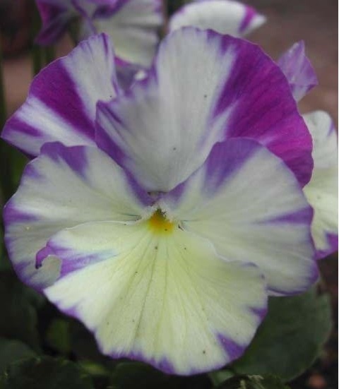 Viola, Garden Pansy, Pansy Rebecca