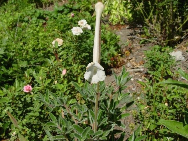 Sinningia Species, Hardy White Gloxinia
