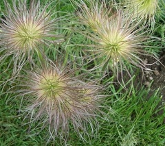 Pasque Flower 'Papageno'