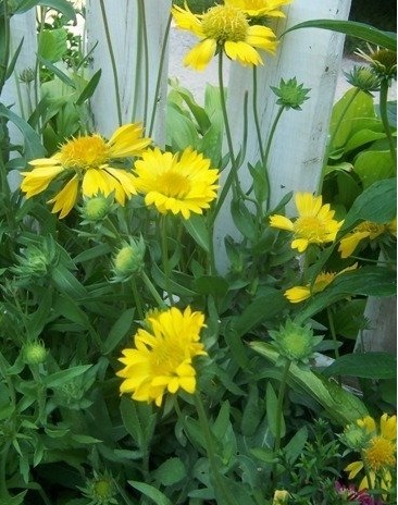 Gaillardia, Blanket Flower, Indian Blanket Golden Goblin