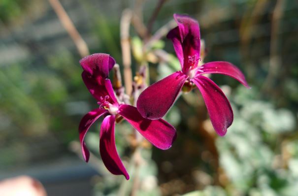 Kalwerbossie, Rabassam, South African Geranium