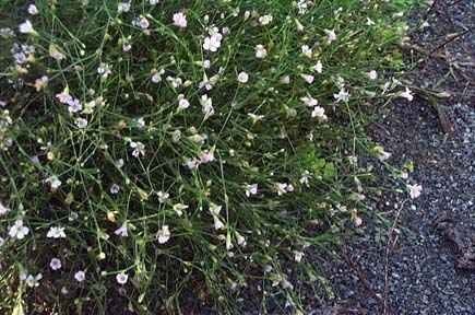 Petrorhagia Species, Coat Flower, Tunic Flower