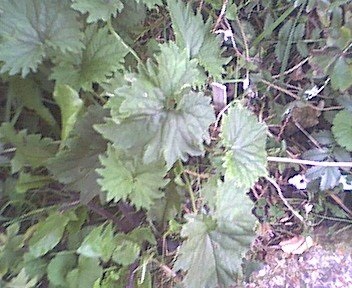 Campanula Species, Bats-in-the-Belfry, Coventry Bells, Nettle-Leaved Bellflower