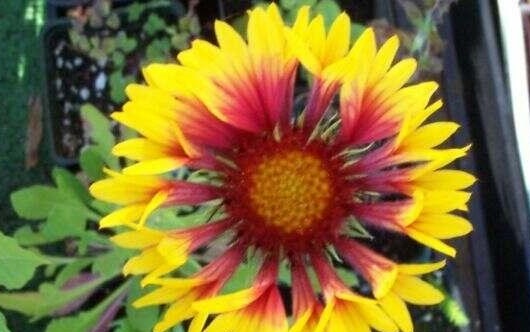 Gaillardia Species, Common Blanket Flower, Indian Blanket