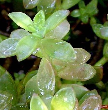 Sedum Species, Stonecrop, Golden Sedum