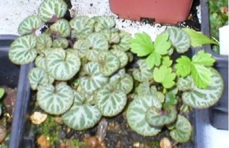 Viola, Cyclamen Leaved Violet Sylettas
