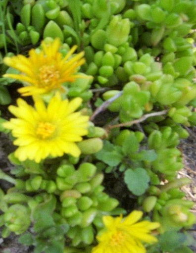 Delosperma Species, Yellow Ice Plant