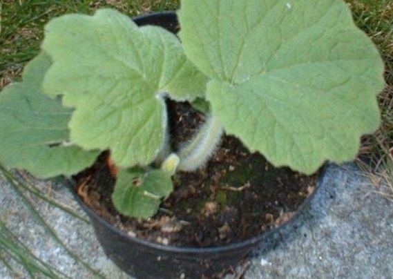 Primula Species, Hardy Primrose, Japanese Primrose