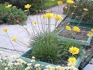 Tetraneuris Species, Four-Nerve Daisy, Slender-Stem Bitterweed