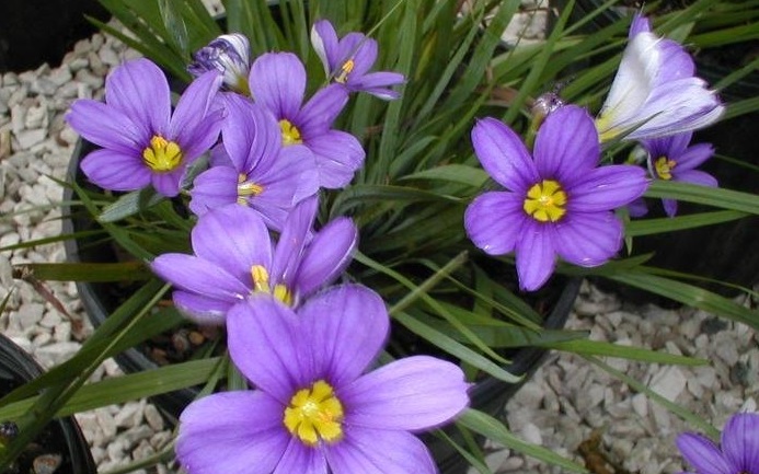 Sisyrinchium, Blue Eyed Grass Lucerne