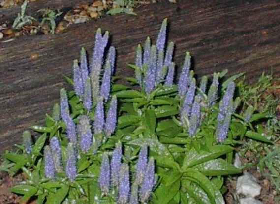 Veronica, Dwarf Spike Speedwell Royal Candles