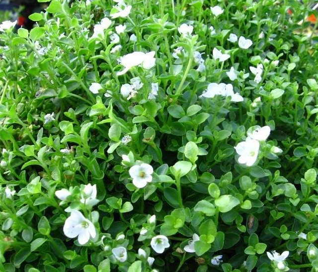 Veronica Species, Creeping Speedwell