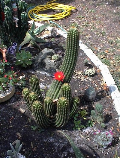 Deserts Blooming Jewel, Red Torch