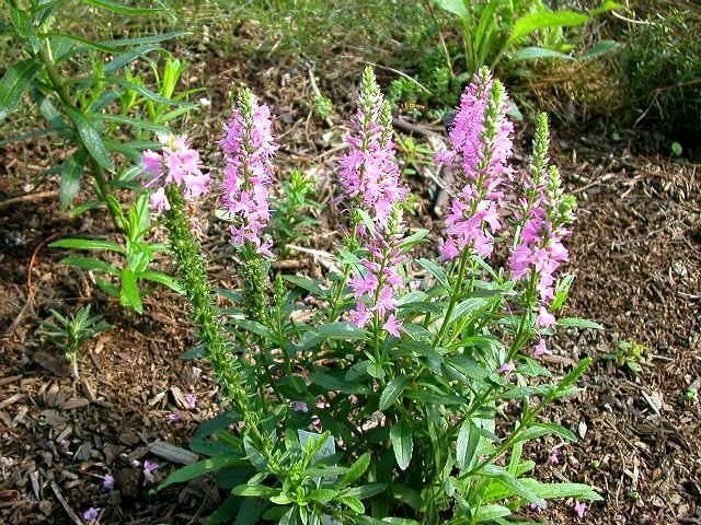 Veronica, Speedwell Giles Van Hees