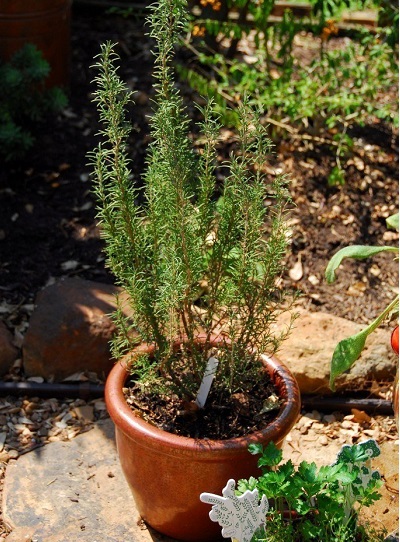 Salvia, Rosemary Tuscan Blue