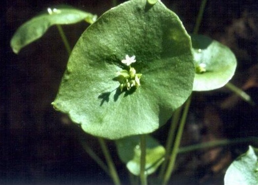 Claytonia Species, Spring Beauty, Miners Lettuce