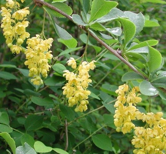 Berberis Species, Common Barberry, European barberry