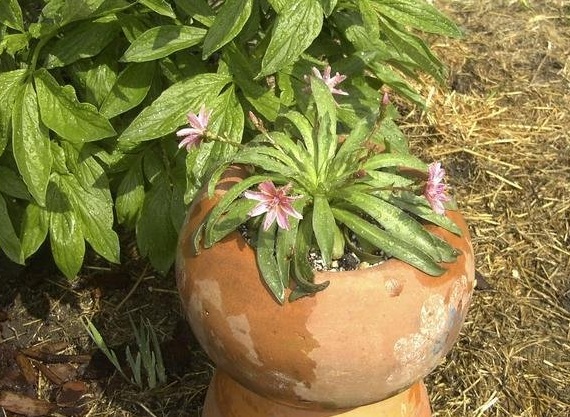 Lewisia, Cliff Maids, Truckee Bitter-root Little Plum