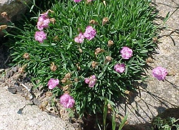 Dianthus, Cheddar Pinks Tiny Rubies