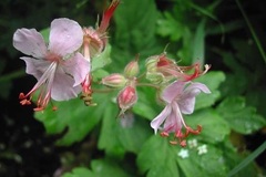 Geranium, Bigroot Geranium, Bulgarian Geranium, Rock Cranesbill 'Ingwersen's Variety'