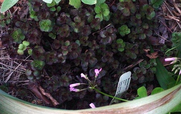 Phedimus, Creeping Sedum, Two-Row Stonecrop Voodoo