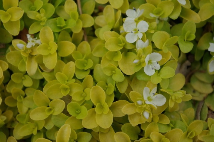 Veronica, Creeping Speedwell Sunshine