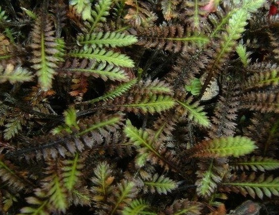 Leptinella, New Zealand Brass Buttons Platts Black