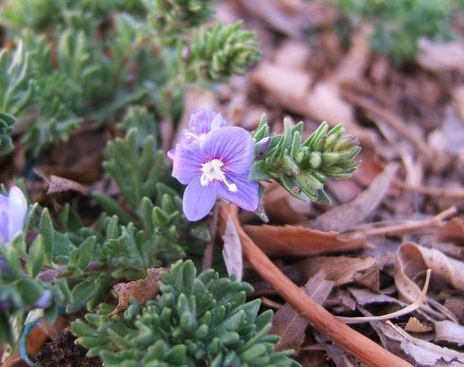 Veronica Species, Woolly Speedwell