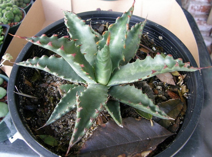 Agave, Hardy Century Plant, Maguey Jaws