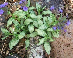 Longleaf Lungwort, Long-leafed Lungwort, Narrow-leaved Lungwort 'Diana Clare'