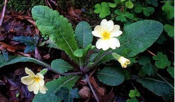 Primula Species, Common Primrose, English Primrose