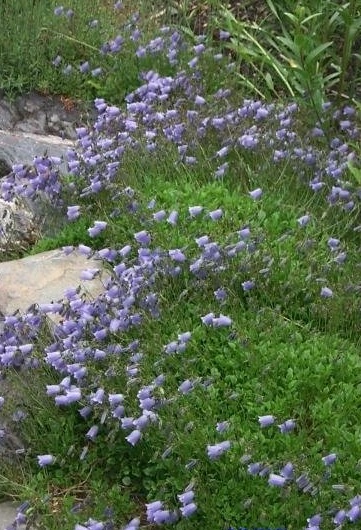 Campanula Species, Earleaf Bellflower, Fairys Thimble