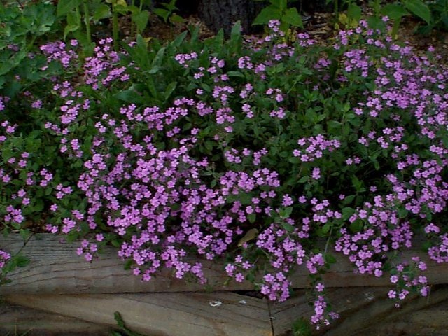 Aubrieta Species, Rock Cress
