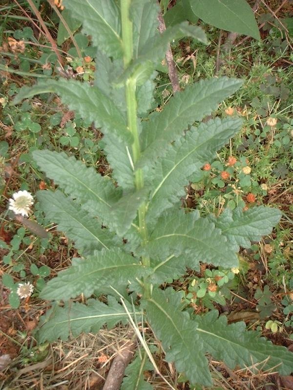 Species, Wild Verbascum, Moth Mullein