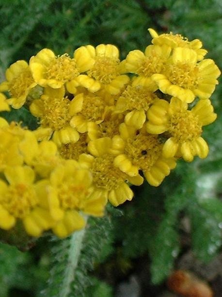 Achillea Species, Dwarf Yarrow, Woolly Yarrow