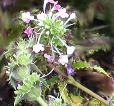 Morina Species, Himalayan Whorlflower