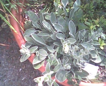 Stachys Species, Yellow-Flowered Lambs Ear