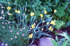 Allium Species, Golden Garlic, Lily Leek