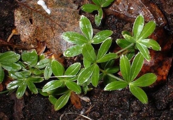Alpine Ladys Mantle, Mountain Ladys Mantle