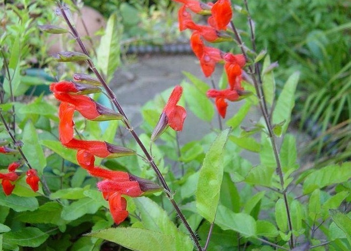 Salvia Species, Eyelash-Leaved Sage