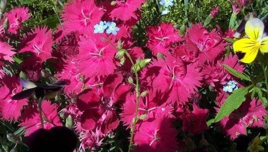 Dianthus Species, Cheddar Pink