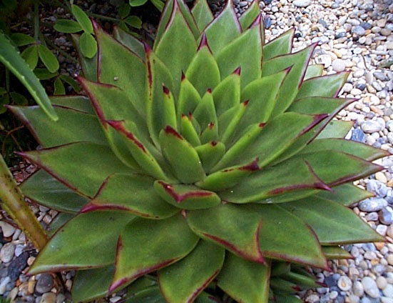Echeveria Species, Red Edge Echeveria, Lipstick Echeveria