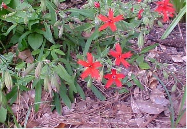 Silene Species, Fire Pink, Scarlet Catchfly