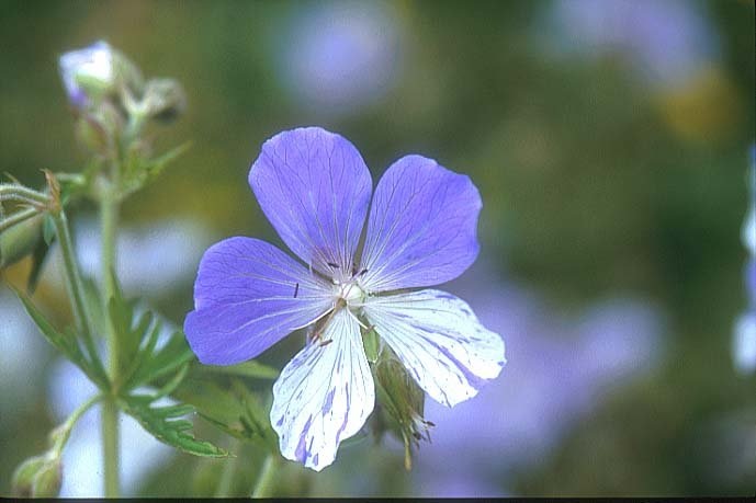 Geranium, Hardy Geranium, Meadow Cranesbill Splish-splash