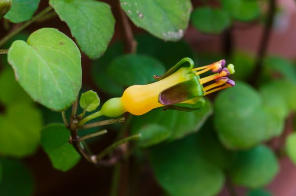 Fuchsia Species, Creeping Fuchsia, Trailing Fuchsia
