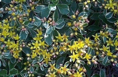 Sedum, Kamschatca Stonecrop, Russian Stonecrop Variegatum
