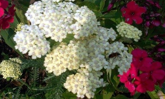Achillea, Yarrow, Greek Yarrow Anthea