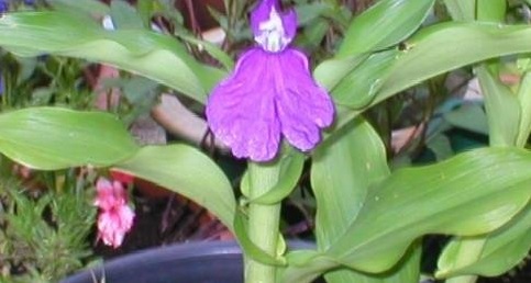 Roscoea